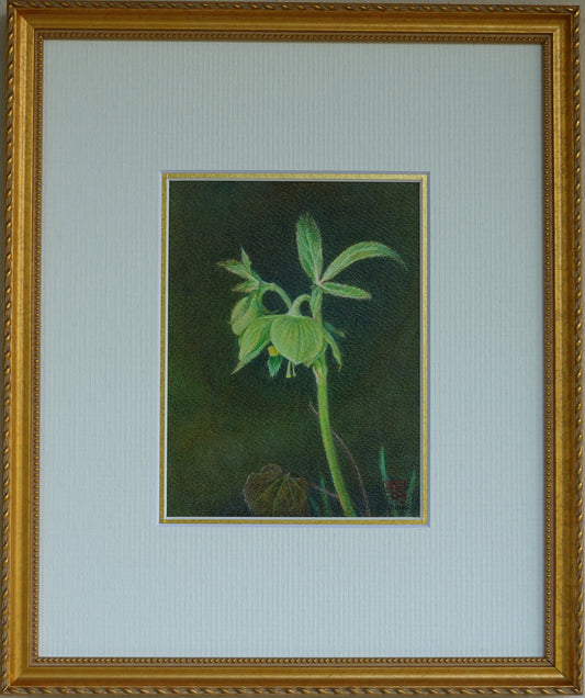 Nel bosco, Rosa di Natale - Veneto