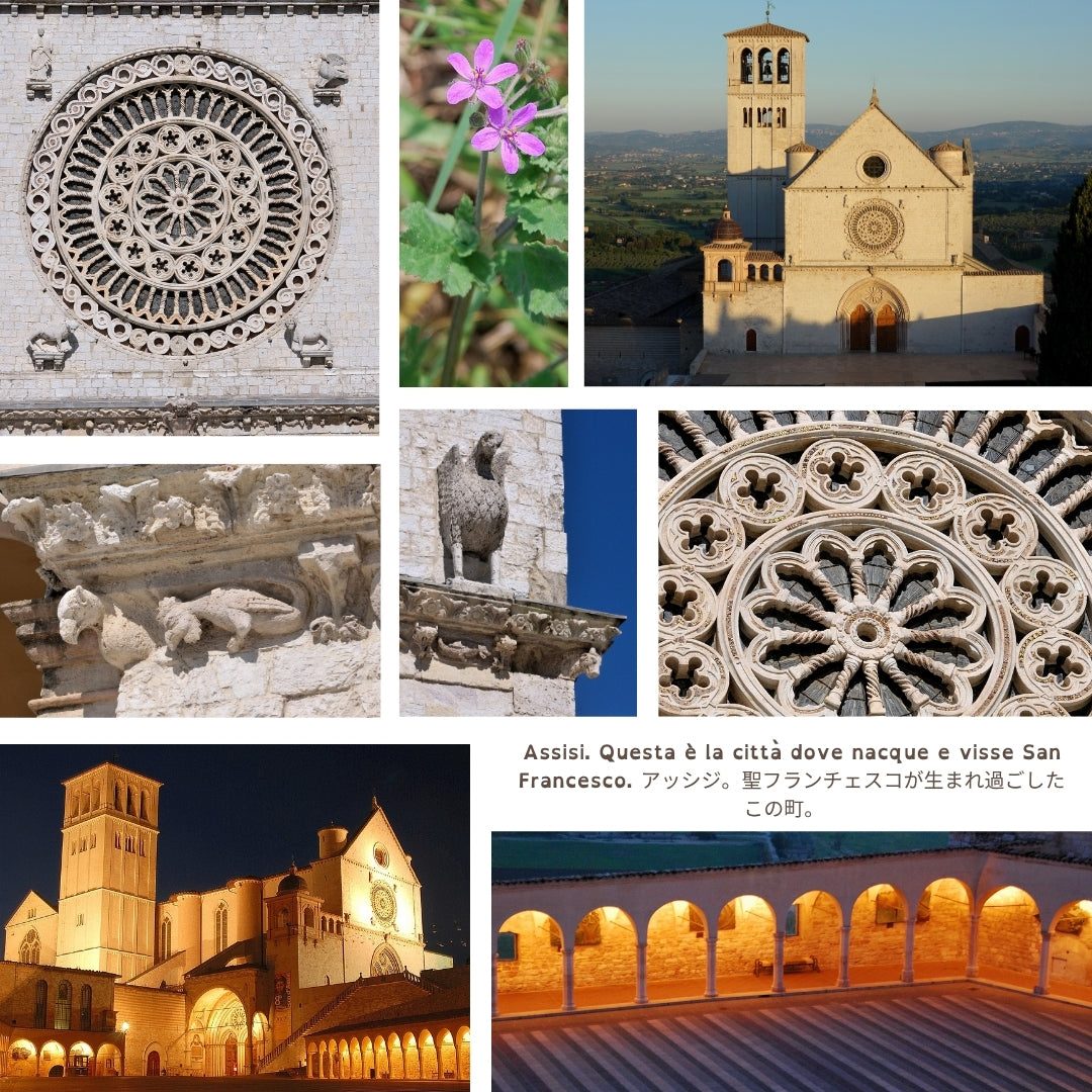 Rosone, Basilica di Assisi