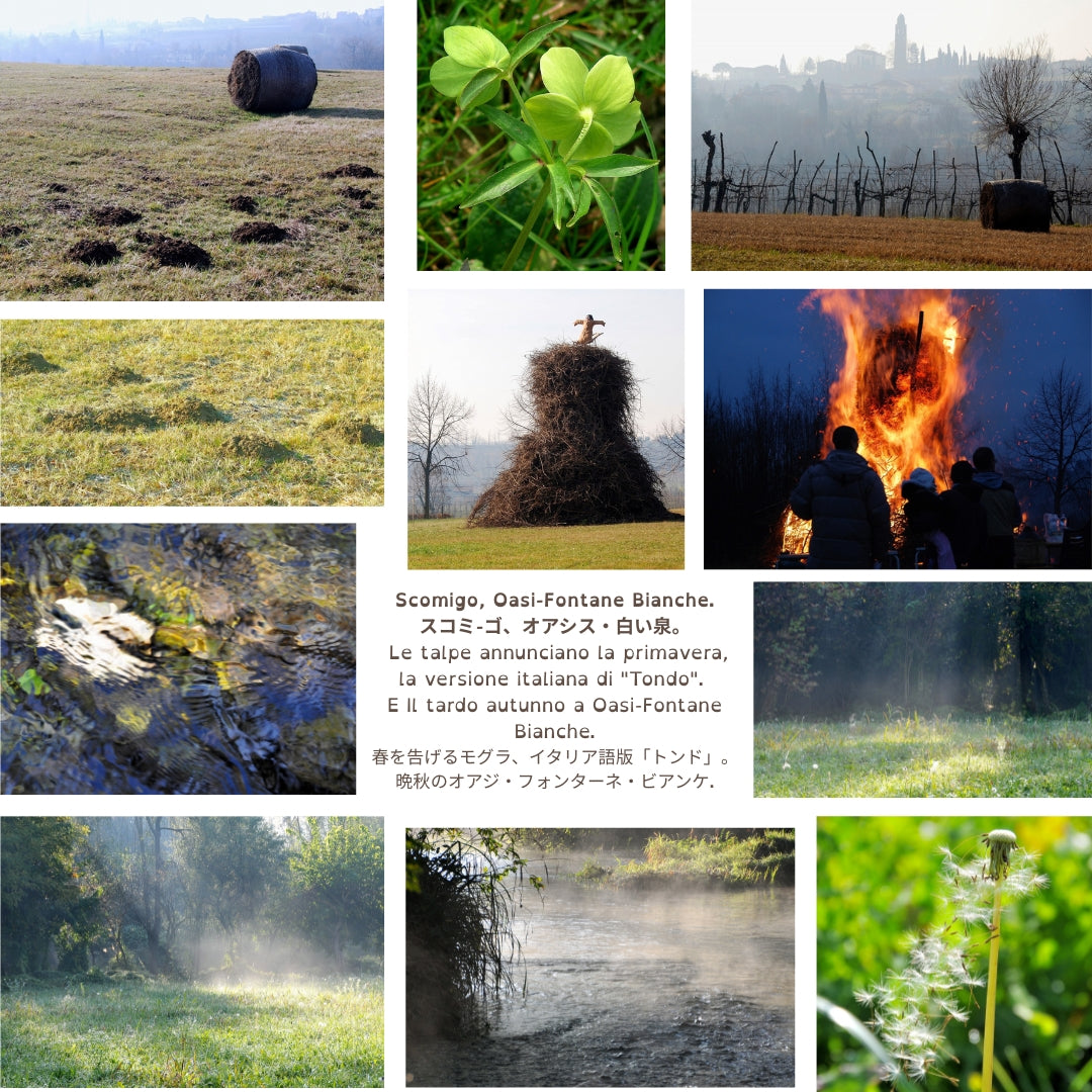 Nel bosco, Rosa di Natale - Veneto