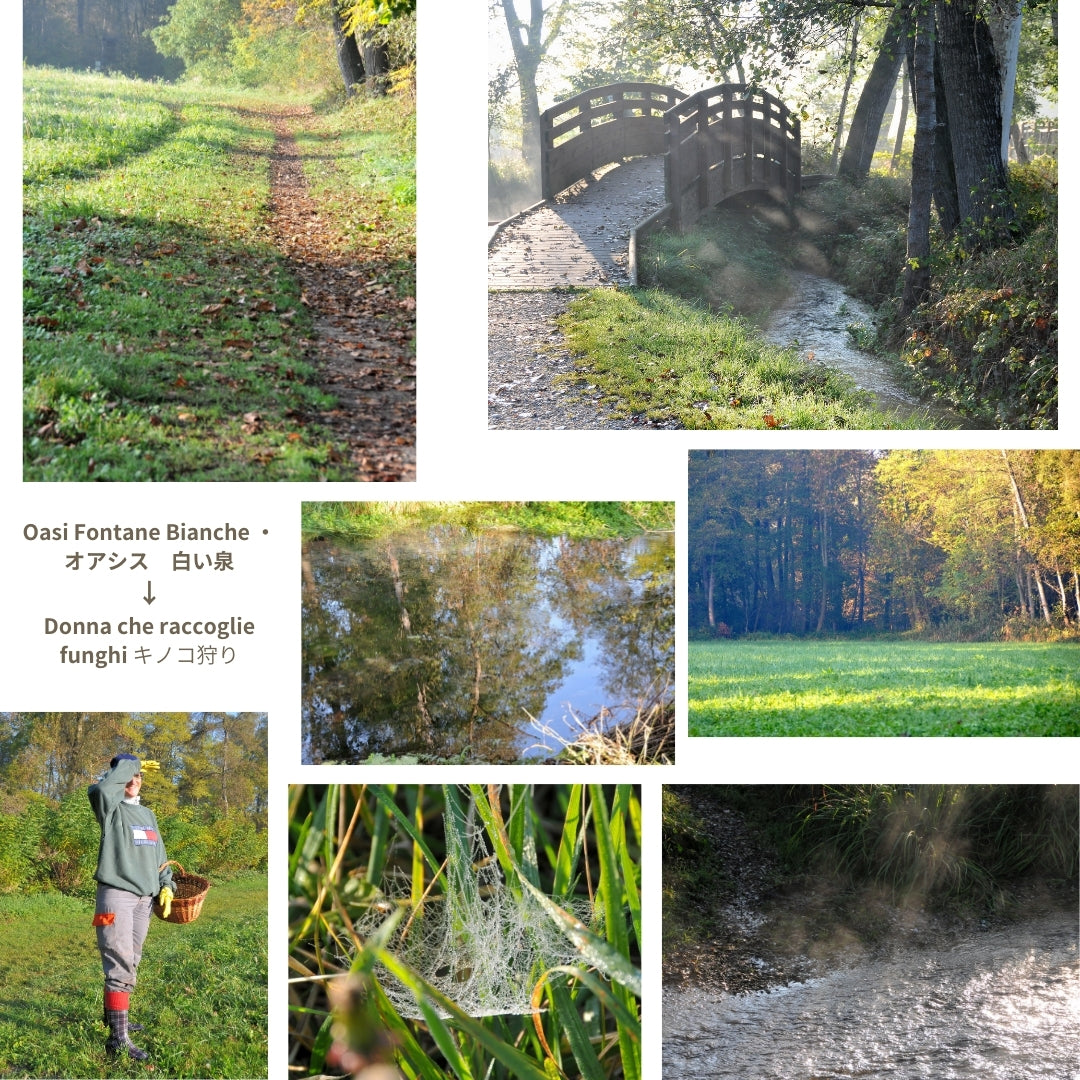 Acqua di sorgente che scorre, tardo mattino autunnale - Veneto