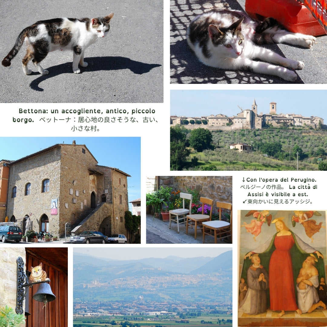 Una gatta in piazza. Bettona - Umbria