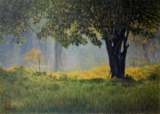Sole che splende nel bosco in autunno, Veneto