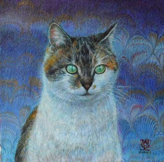 Trovato!  Gatto di Friuli