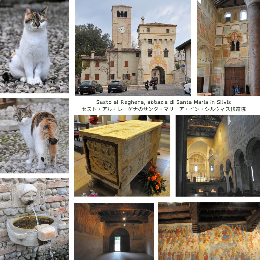 Trovato!  Gatto di Friuli