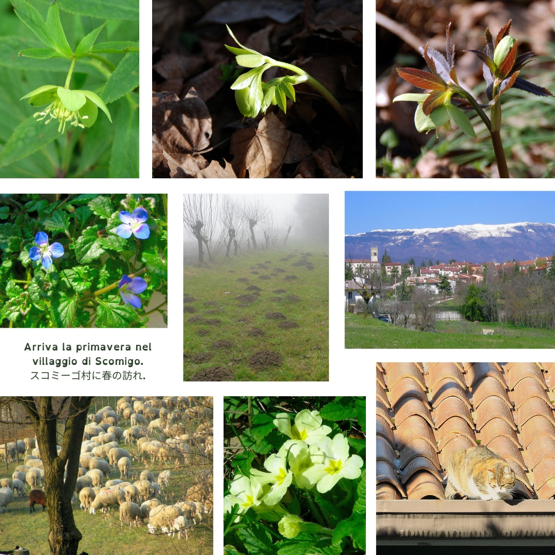 Nel bosco, Rosa di Natale - Veneto