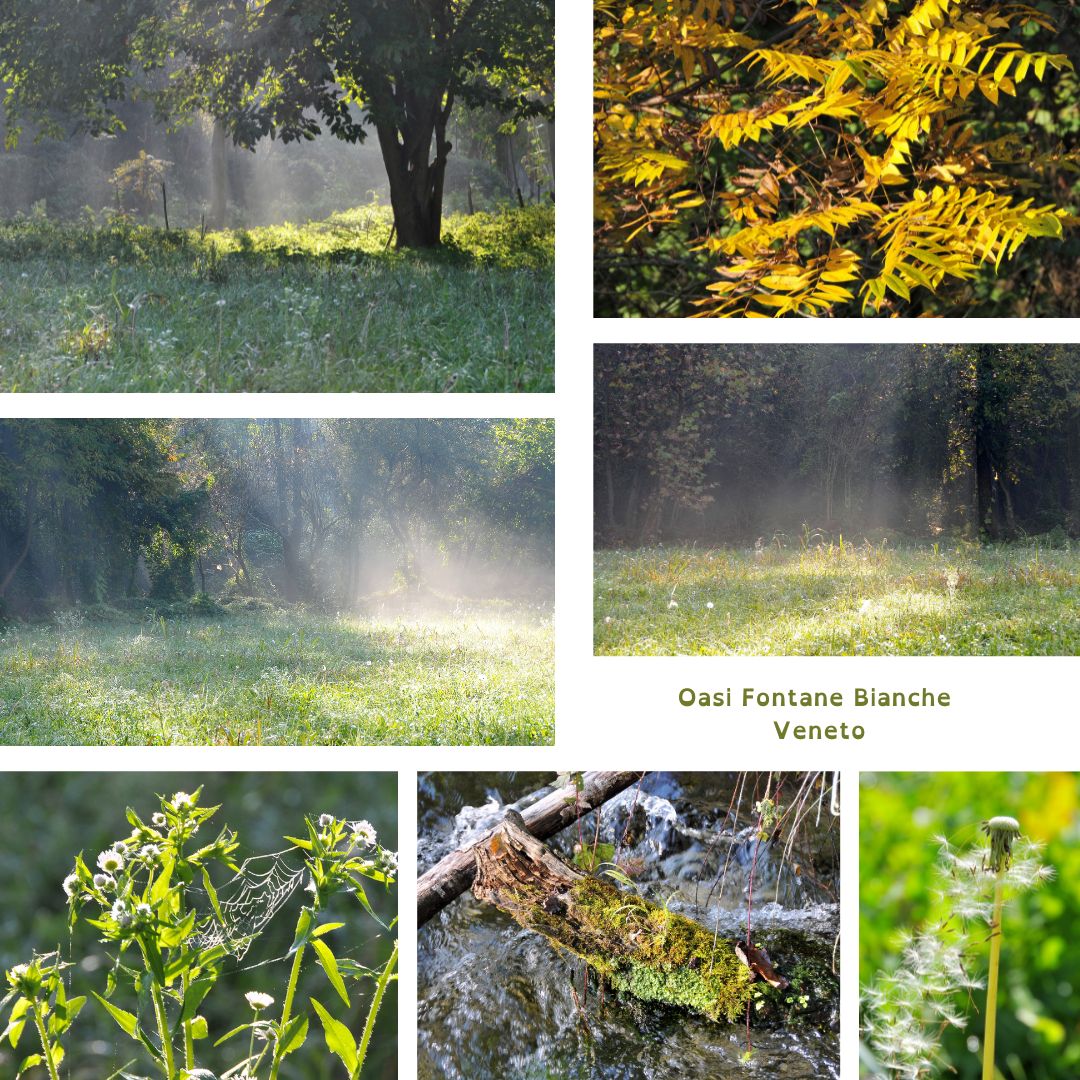 Sole che splende nel bosco in autunno, Veneto