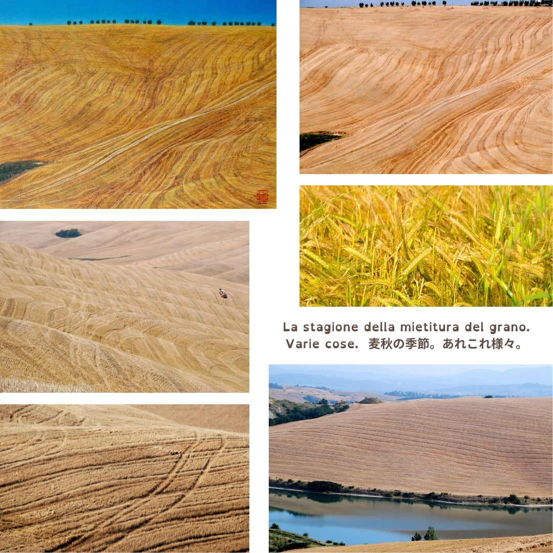 Stagione di raccolto dei Crete Senesi